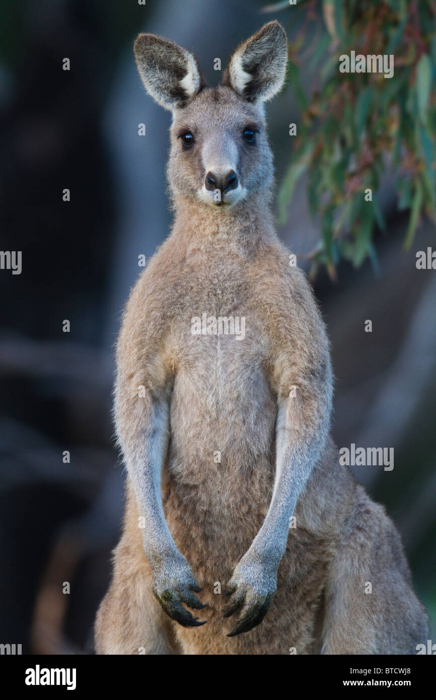 Maschio grigio orientale Canguro (Macropus giganteus) Foto Stock