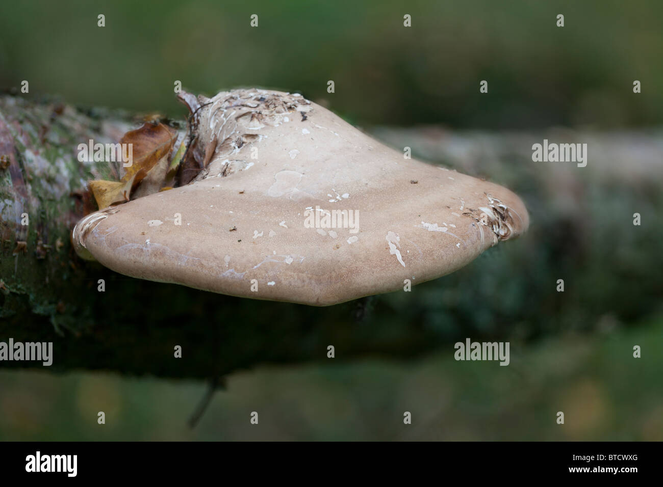 Staffa di betulla fungo (Piptoporus betulinus) su Birch Foto Stock
