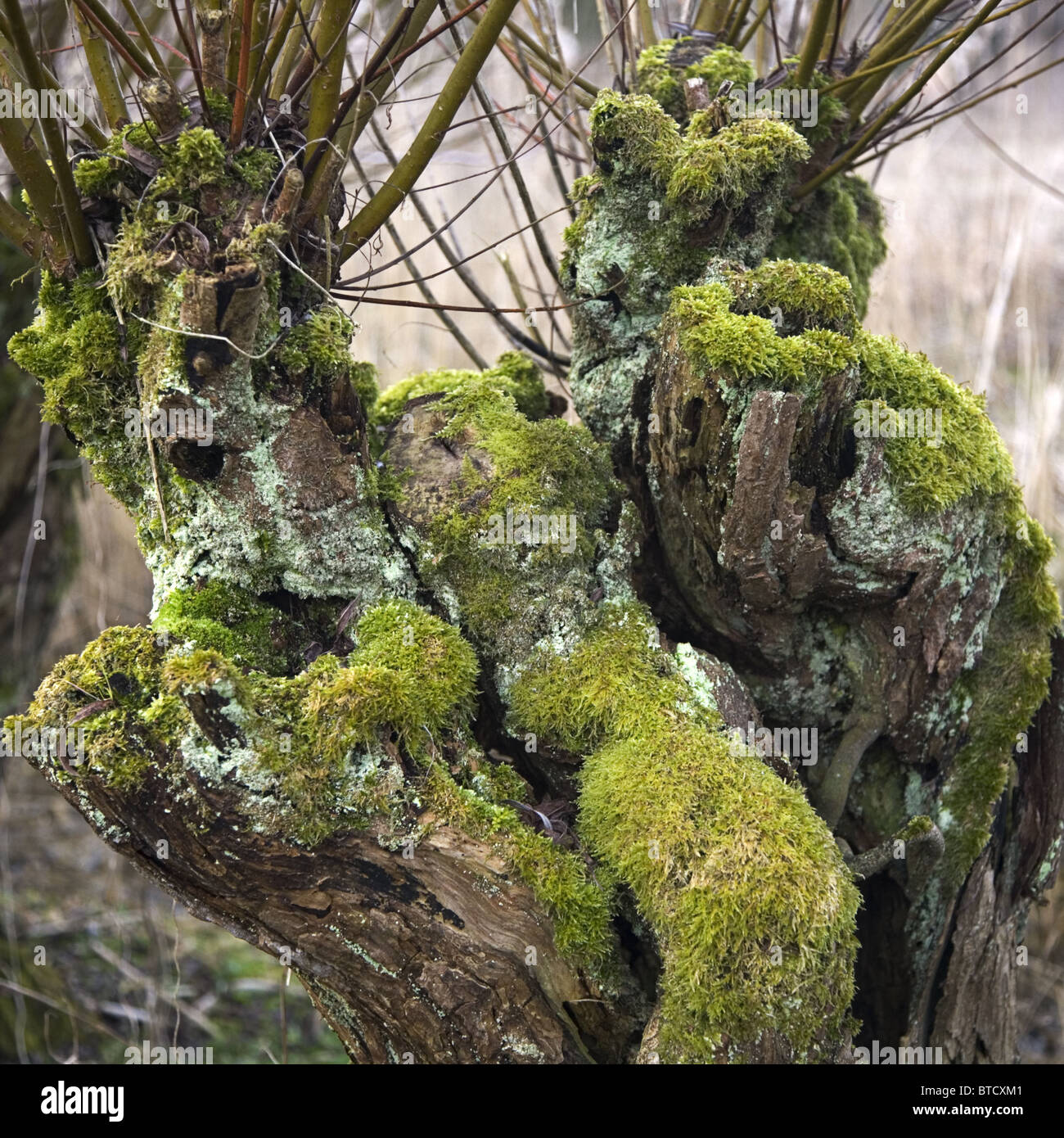 Testa di un vecchio pollard willow ricoperti di muschi e licheni nel Biesbosch National Park, Paesi Bassi Foto Stock