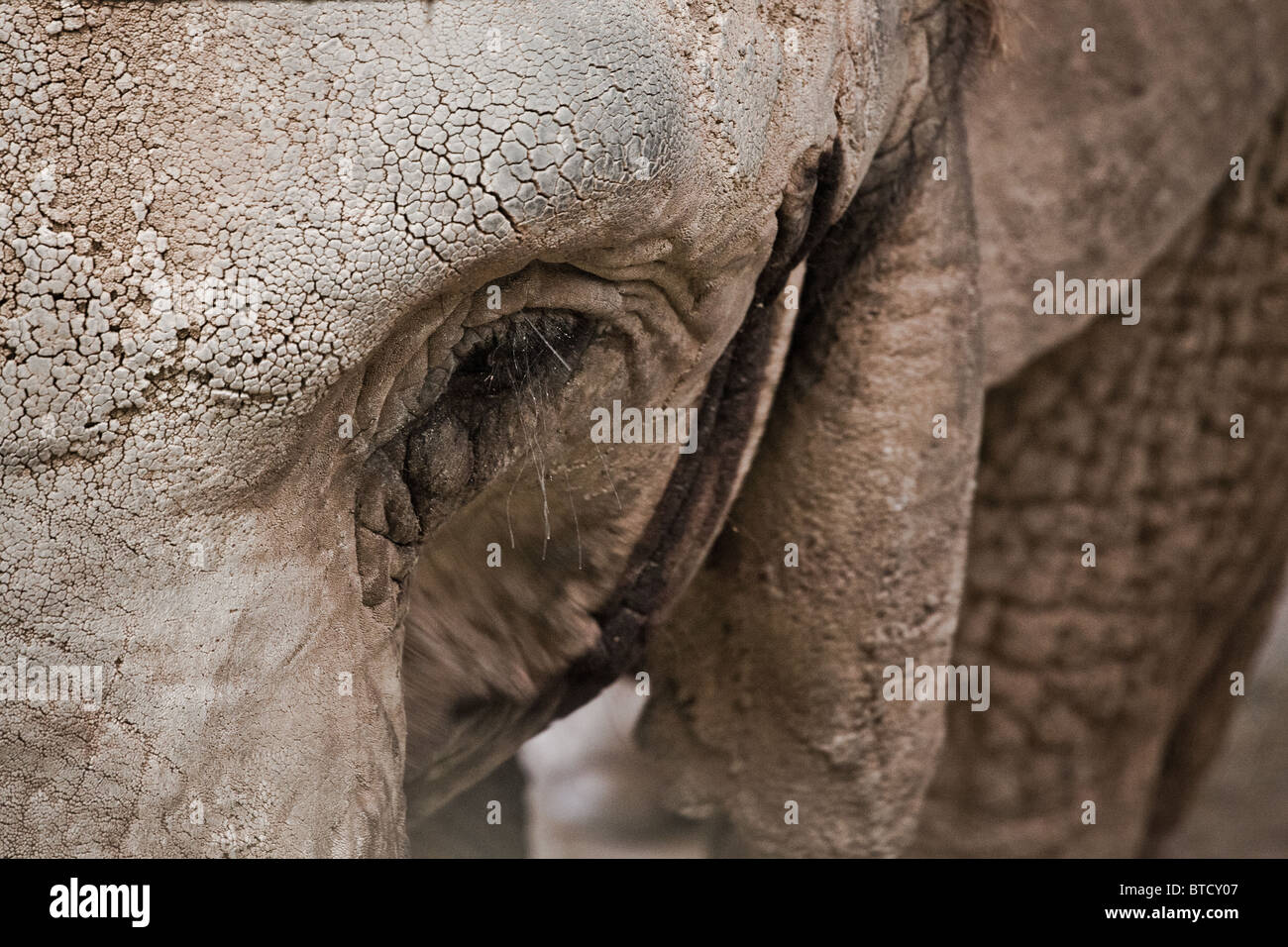 Vista di un elefante femmina (in cattività) shot per mostrare la pelle nodose sul suo tronco Foto Stock