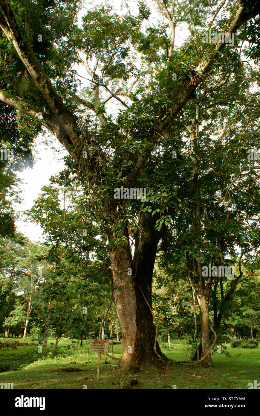 Guanacaste albero, l'albero nazionale del Costa Rica, a Lancetilla Giardino Botanico, Honduras Foto Stock
