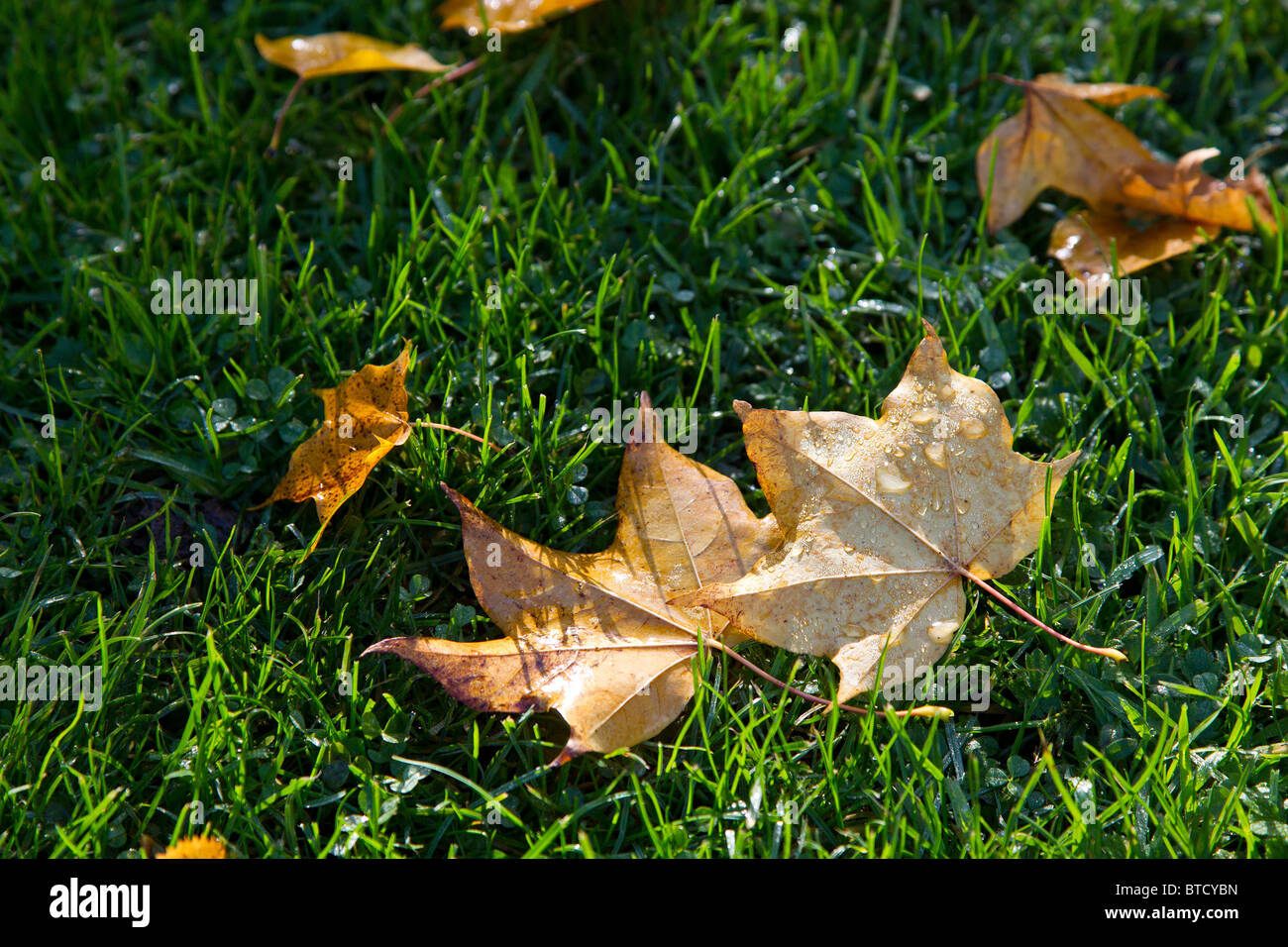 Wet Foglie di autunno - al sole con un rivestimento di gocce di pioggia Foto Stock