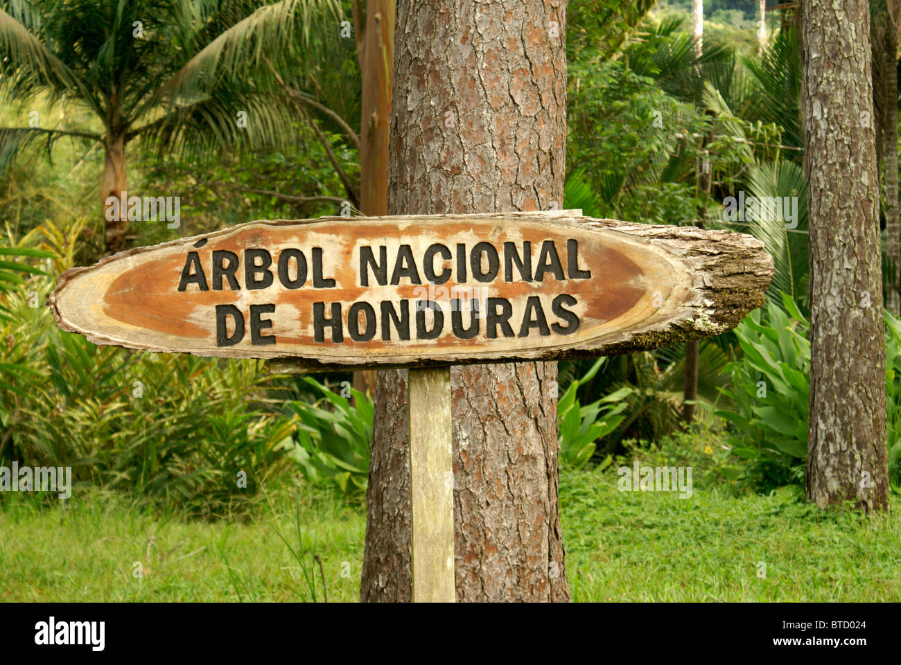 Segno accanto l'Honduras, pino albero nazionale di Honduras, Lancetilla Giardino Botanico, Honduras. Foto Stock
