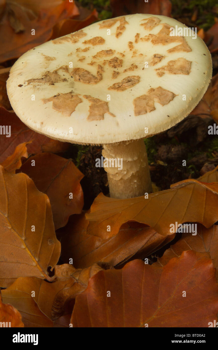 Toadstool (Amanita citrina, falsa morte pac) tra foglie di faggio Foto Stock