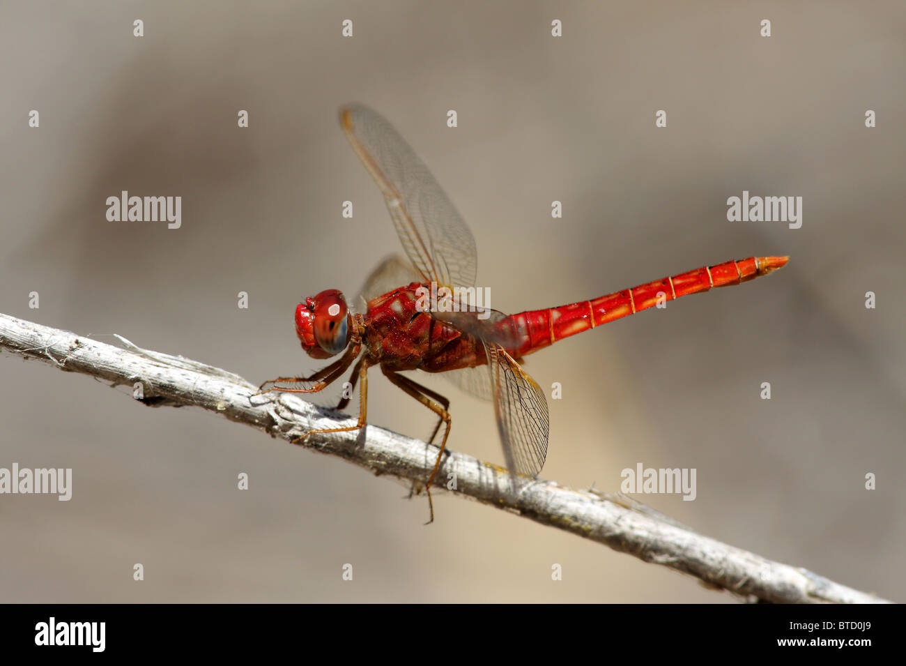 Ampia Scarlet Dragonfly - Oedipoda caerulescens Foto Stock