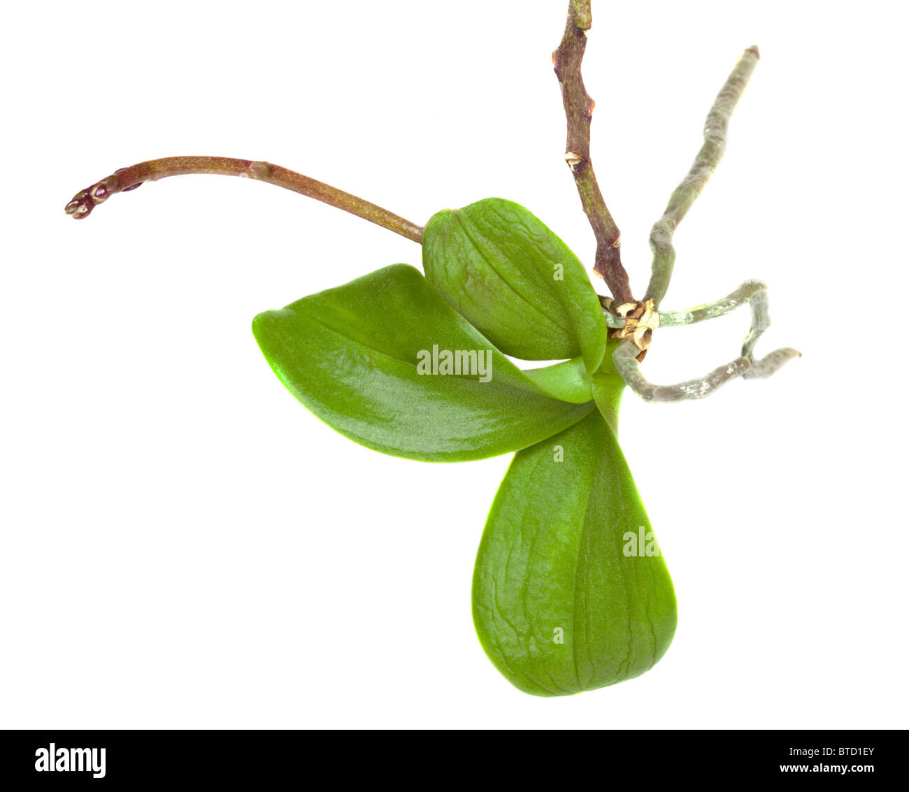 Phalaenopsis Orchid piantina e fiore sparare ancora attaccata alla pianta madre Foto Stock