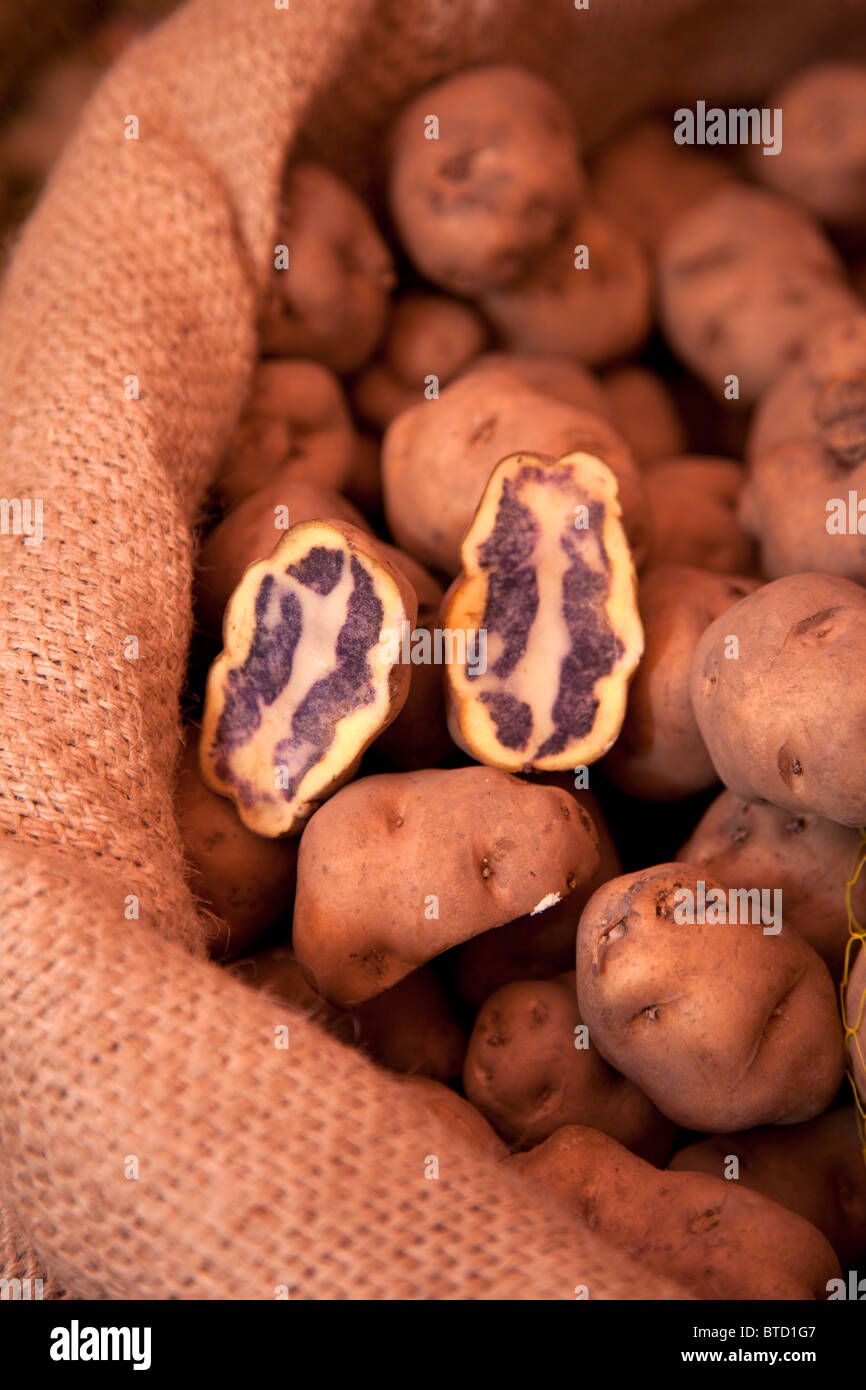 Papas Nativas, o patate indigene, per la vendita mediante il chilo a Lima in Perù annuale del festival di gastronomia mistura. Foto Stock
