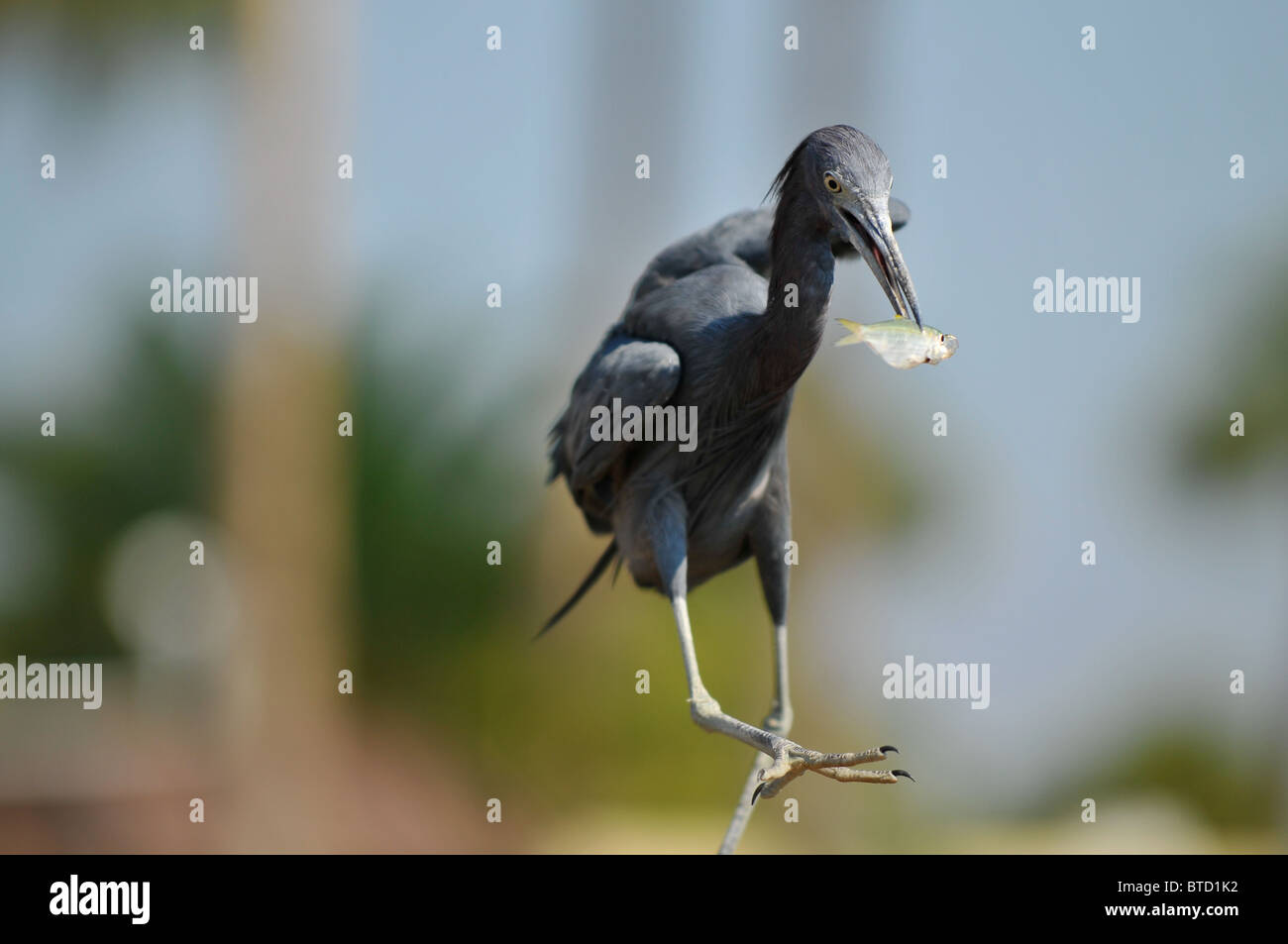 Egret di nero Foto Stock