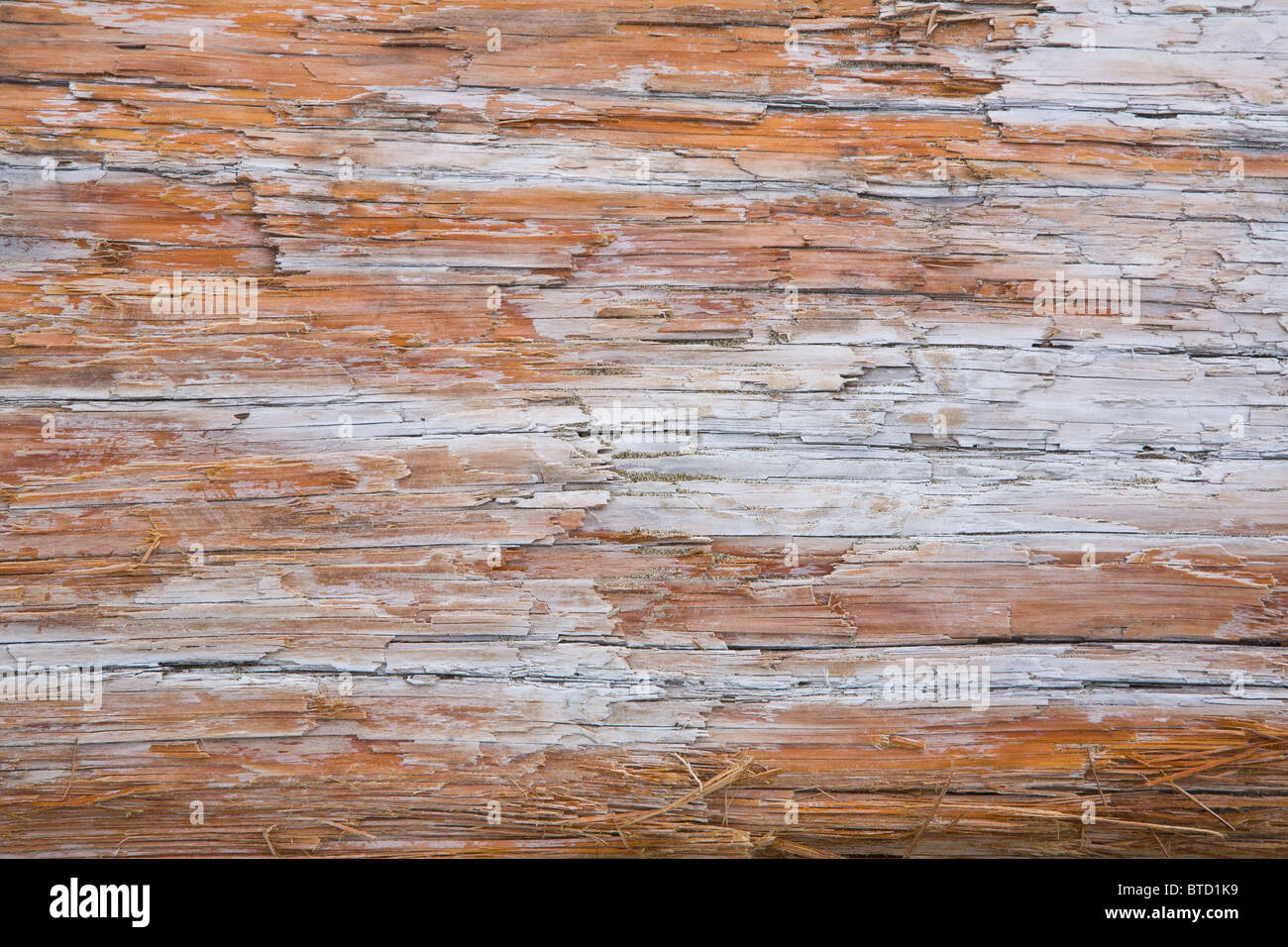 Close up dettaglio di driftwood Foto Stock