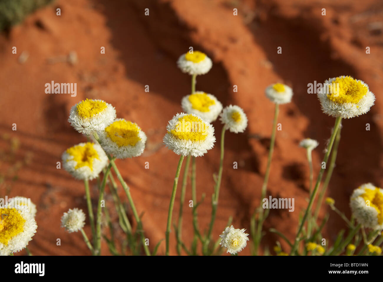 Una foto che mostra i fiori selvatici nell'outback australiano Foto Stock
