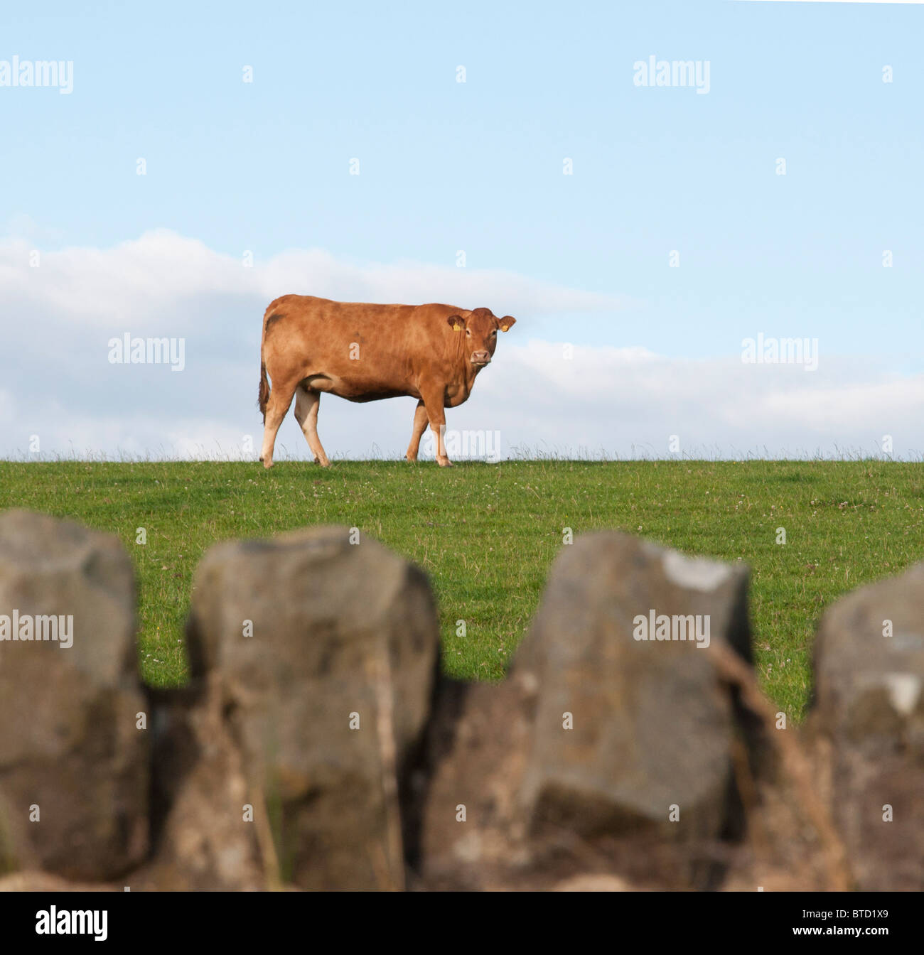 Una limousine mucca in un campo con una diga drystane in primo piano. Foto Stock