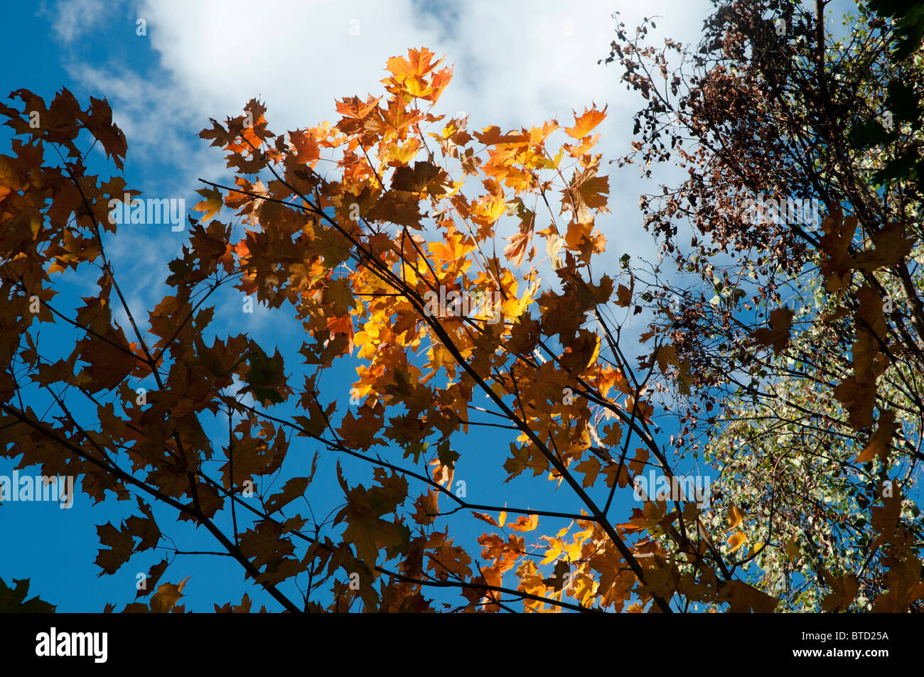 Modifica di foglie di autunno contro il luminoso cielo blu con evidenziate in giallo le foglie dal sole Foto Stock