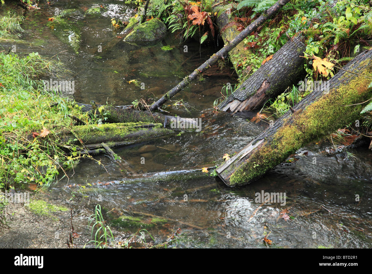 " I pesci Logs' sono state poste in un flusso di Oregon per fornire habitat per trote e altri pesci nativo. Foto Stock