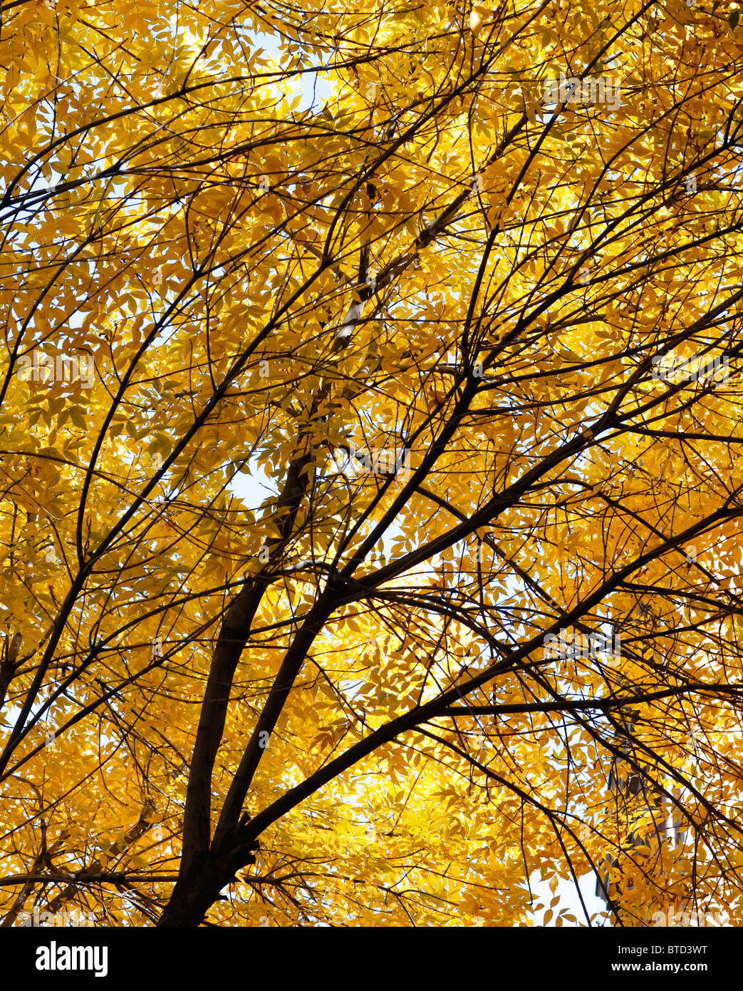 Close up Giallo autunno alberi Foto Stock