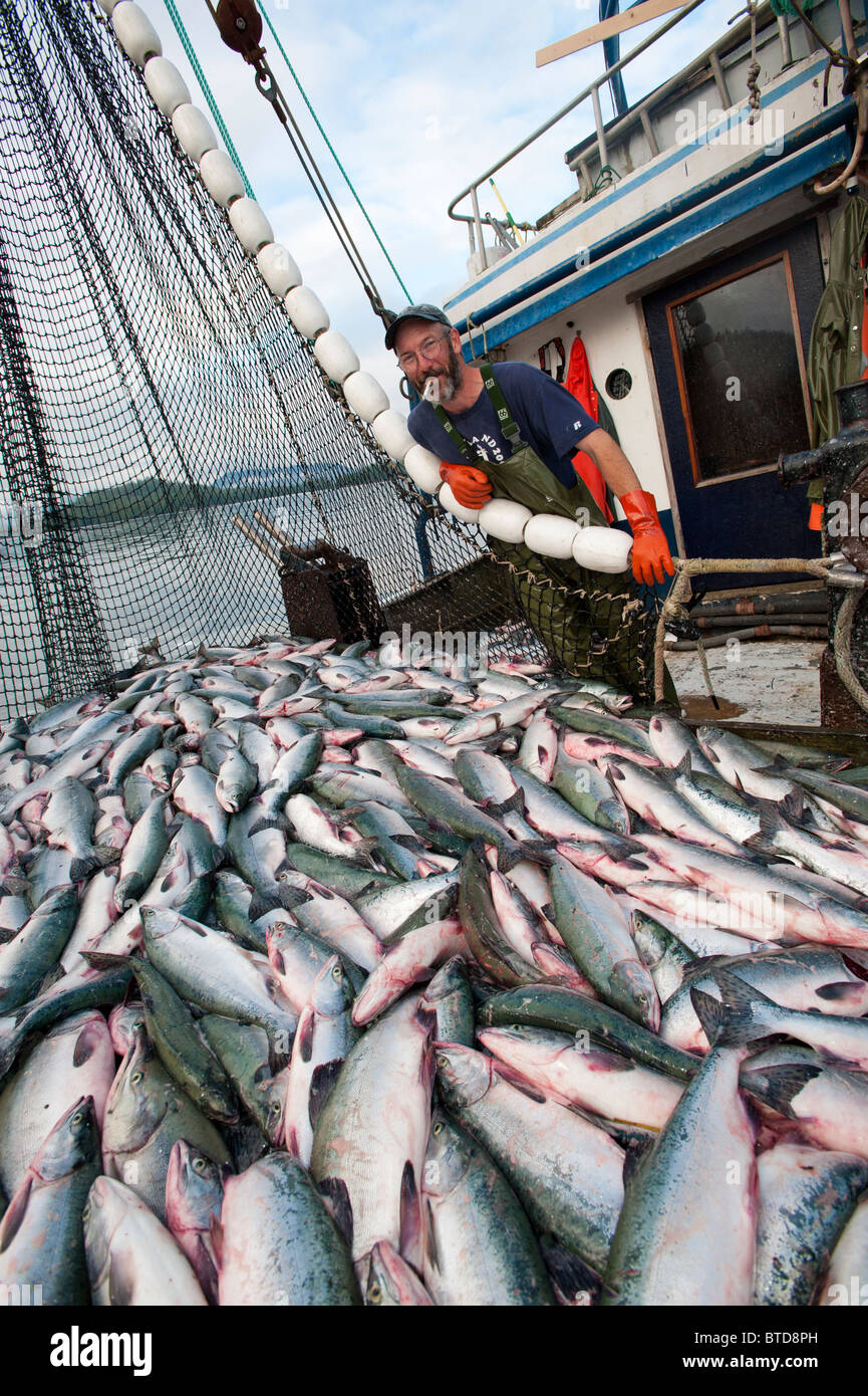 Prince William Sound, Alaska. Un felice pescatore con la cattura di un centinaio di migliaia di chili di salmone. Foto Stock