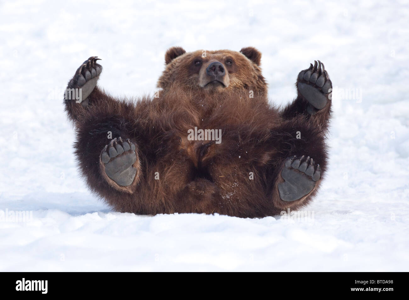 Una femmina adulta di orso bruno rotoli nella neve e guarda verso la telecamera mentre posa sulla sua schiena, Southcenttral Alaska, captive Foto Stock
