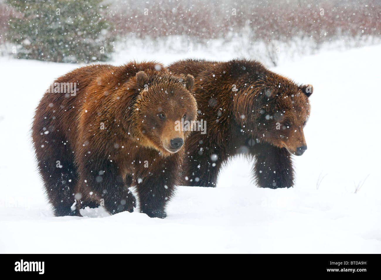 Una coppia di adulti orsi bruni a piedi attraverso la caduta di neve in Alaska Wildlife Conservation Centre, Portage, Alaska, captive Foto Stock