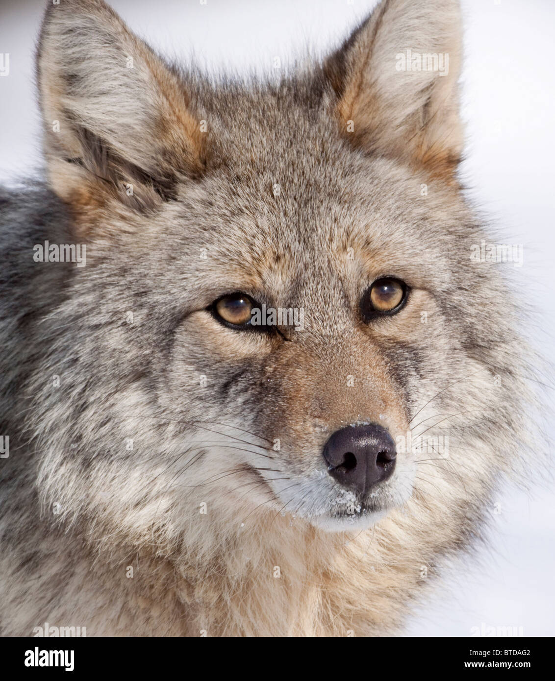 Ritratto di un wild Coyote vicino alla Alaska Wildlife Conservation Centre, centromeridionale Alaska, inverno Foto Stock