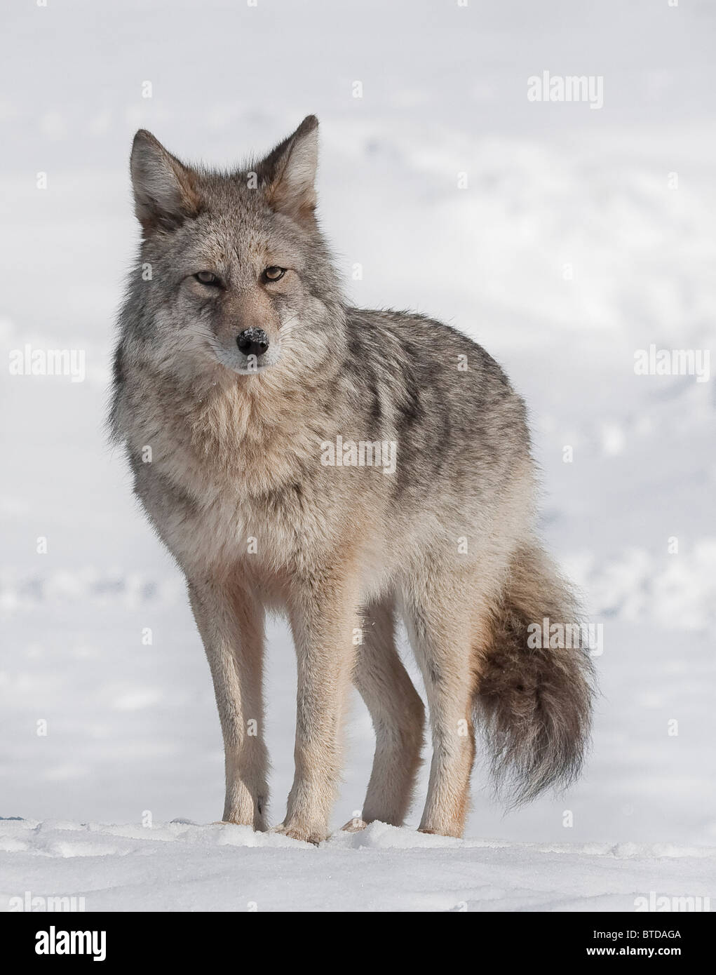 Ritratto di un wild coyote vicino alla Alaska Wildlife Conservation Centre, centromeridionale Alaska, inverno Foto Stock