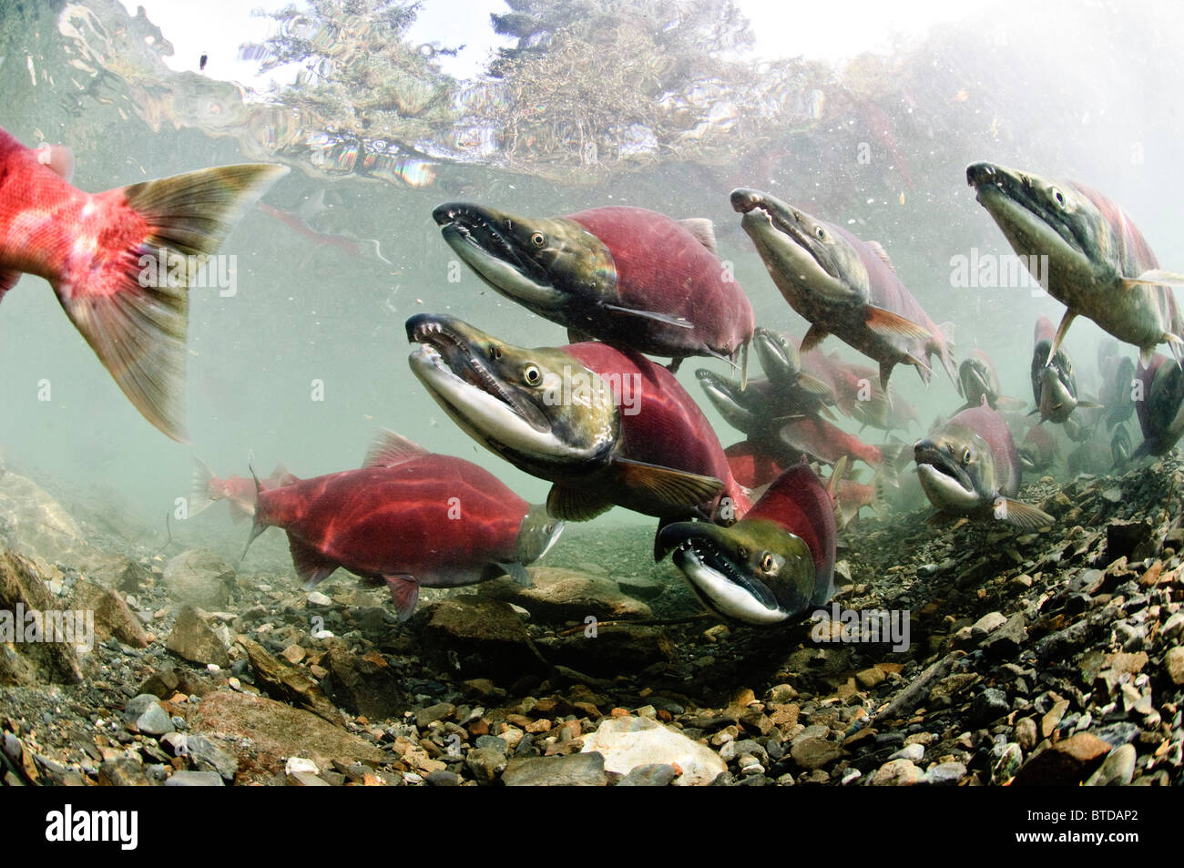 Maschio maturo il Salmone Sockeye su zone di riproduzione, alimentazione Creek, rame River Delta, Prince William Sound, centromeridionale Alaska Foto Stock