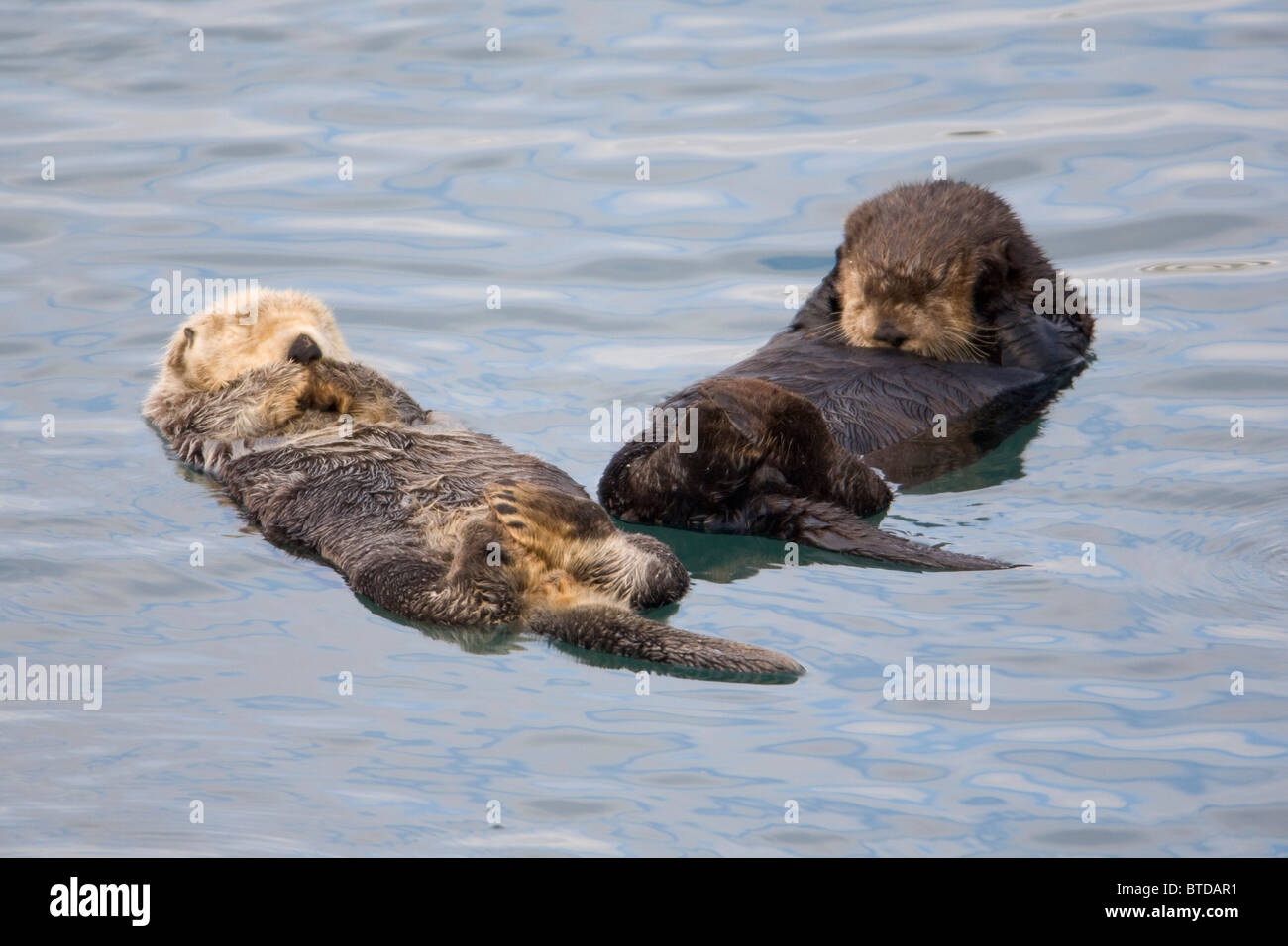Coppia di le lontre marine galleggianti in Prince William Sound, Alaska, centromeridionale, caduta Foto Stock