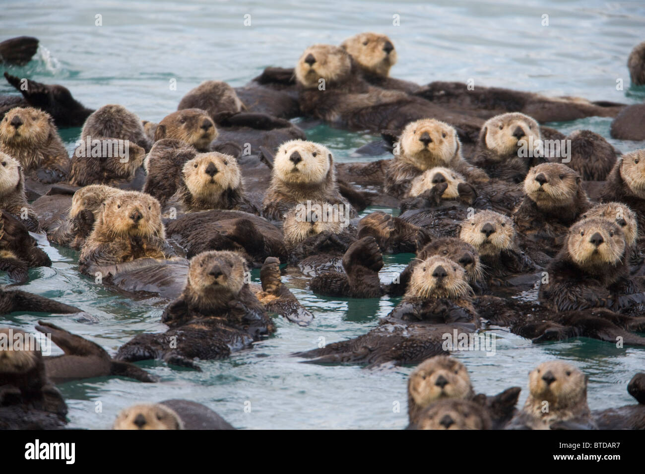Vista le lontre marine galleggianti in Prince William Sound, Alaska, centromeridionale, caduta Foto Stock
