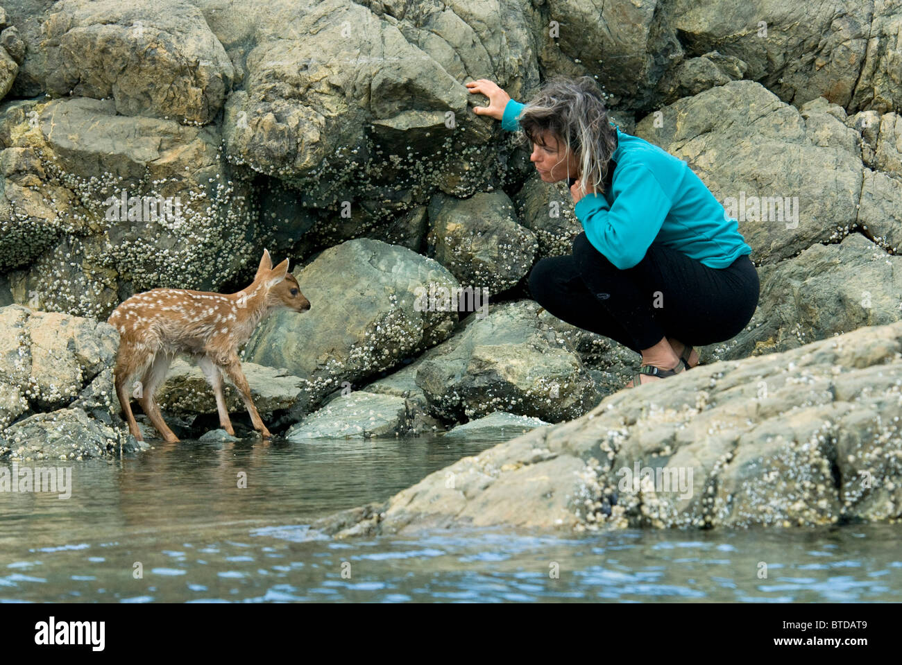 Donna coaxs un giovane Sitka Black-tail Deer Fawn a terra asciutta prima che la marea arriva, Cavaliere Isola, Prince William Sound, Alaska Foto Stock