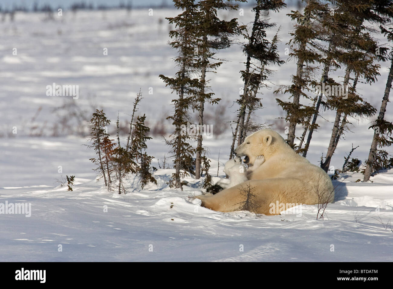 Twin orso polare (Ursus maritimus) cubs mettetevi comodi con la loro madre nella neve, Wapusk National Park, Manitoba, Canada, inverno Foto Stock