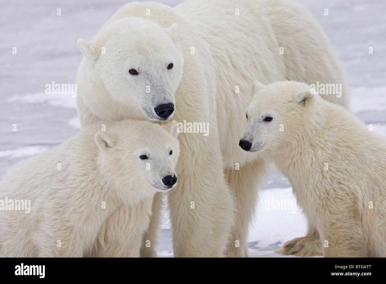 Ritratto di due yearling orso polare (Ursus maritimus) cubs seduto con la loro madre in Churchill, Manitoba, Canada, inverno Foto Stock