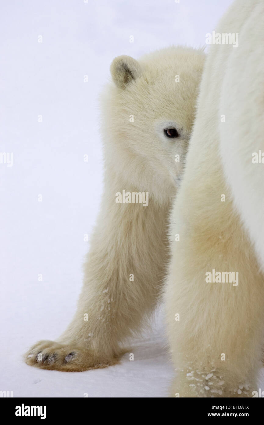 Un yearling orso polare (Ursus maritimus) cub si rifugiano dietro la sua madre di zampe posteriori, Churchill, Manitoba, Canada, inverno Foto Stock