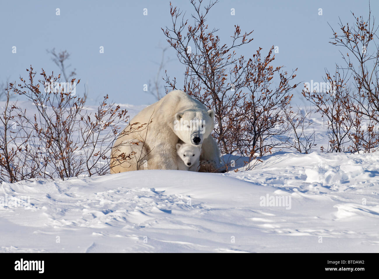 Polar Bear Cub huddles sotto le proprie madri gambe anteriori per protezione e rifugio, Wapusk National Park, Manitoba, Canada Foto Stock
