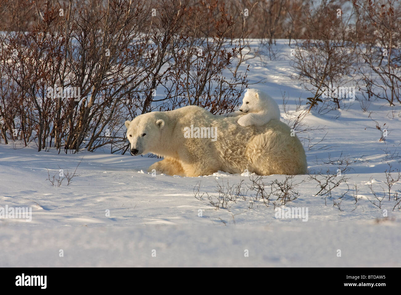 A 12- 14 settimana orso polare (Ursus maritimus) si rilassa sulla sua madre la schiena, Wapusk National Park, Manitoba, Canada, inverno Foto Stock