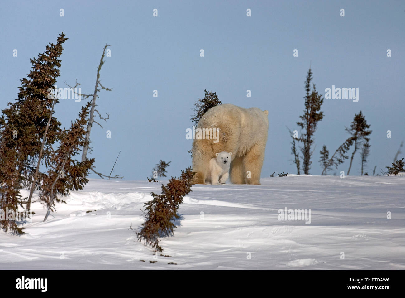 Un orso polare (Ursus maritimus) cub passeggiate tra la sua madre di gambe posteriori in Wapusk National Park, Manitoba, Canada, inverno Foto Stock
