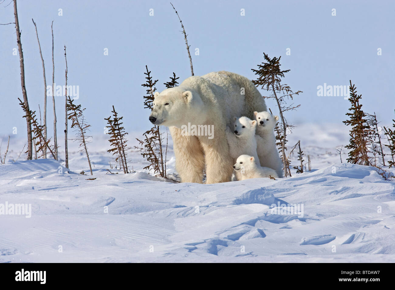 Un orso polare sow (Ursus maritimus) letti in giù per un periodo di riposo con la sua tripletta lupetti , Wapusk National Park, Manitoba, Canada, inverno Foto Stock