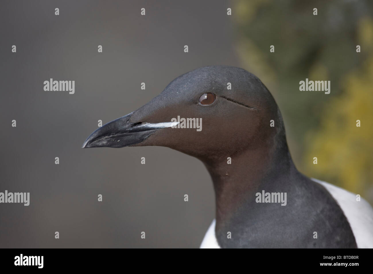 Ritratto di una spessa fatturati Murre, San Paolo isola, isole Pribilof, mare di Bering, Southwest Alaska Foto Stock