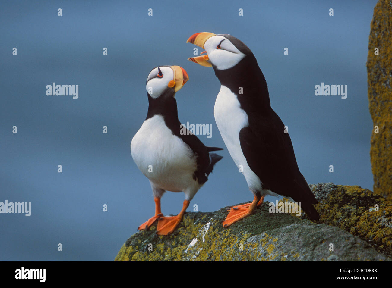 Cornuto Puffin coppia sulla mensola e di corteggiamento, Round Island, trichechi isole gioco Stato Santuario, Bristol Bay, Alaska Foto Stock