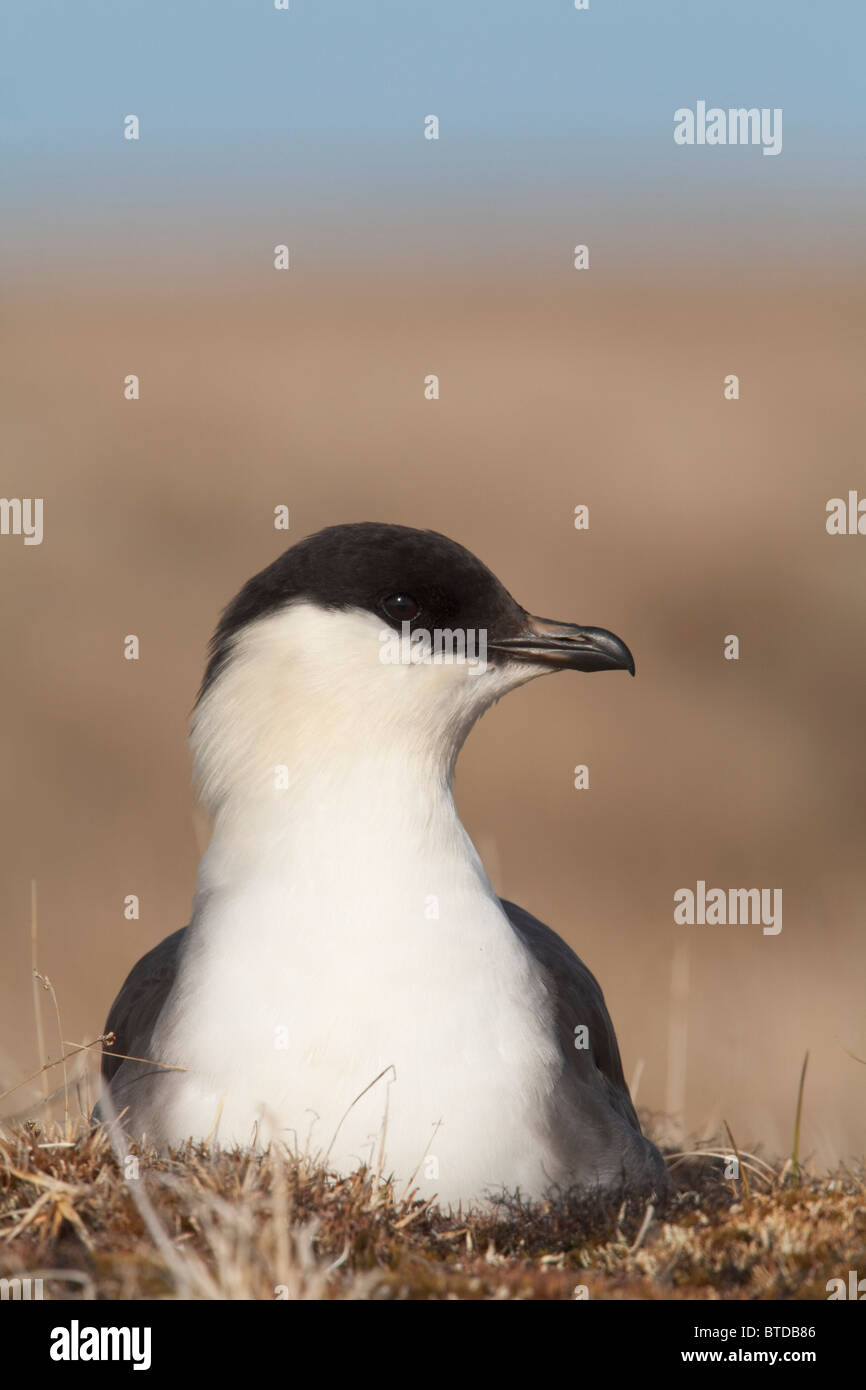 Long-tailed Jaeger in appoggio sulla tundra a inizio estate, Arctic pianura costiera, National Petroleum Reserve, Barrow, artiche, Alaska Foto Stock