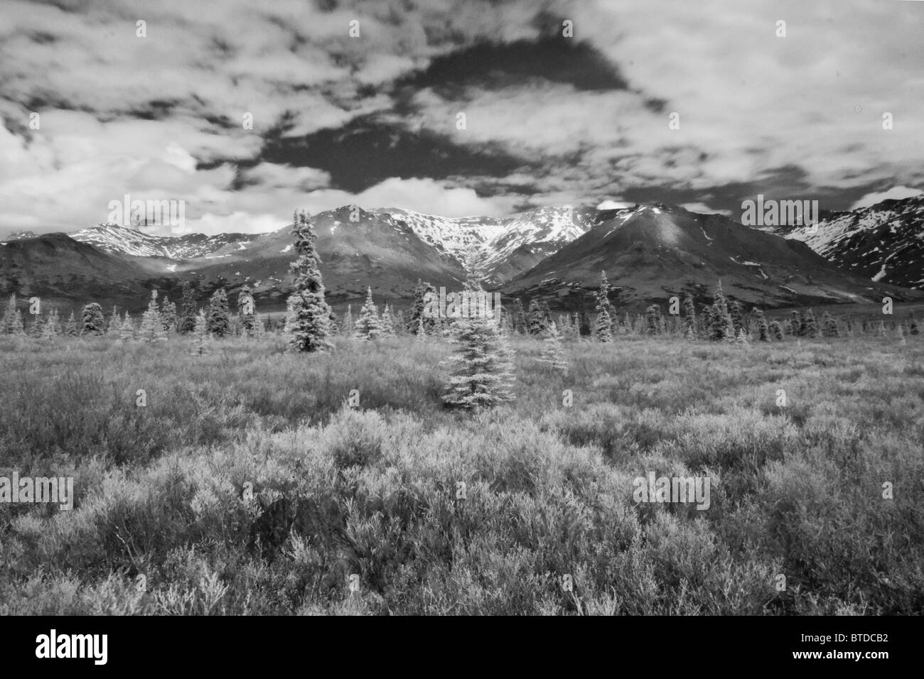 Vista a raggi infrarossi di sparsi di abeti e l'Alaska Range vicino al fiume selvaggio nel Parco Nazionale e Riserva di Denali, Alaska Foto Stock