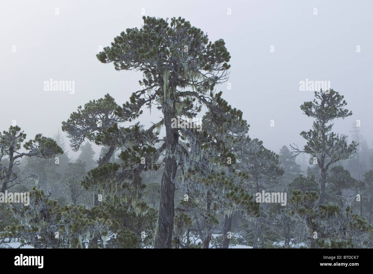 Barba lichen appesi ai rami di alberi di pino, Tongass National Forest, Alaska Foto Stock