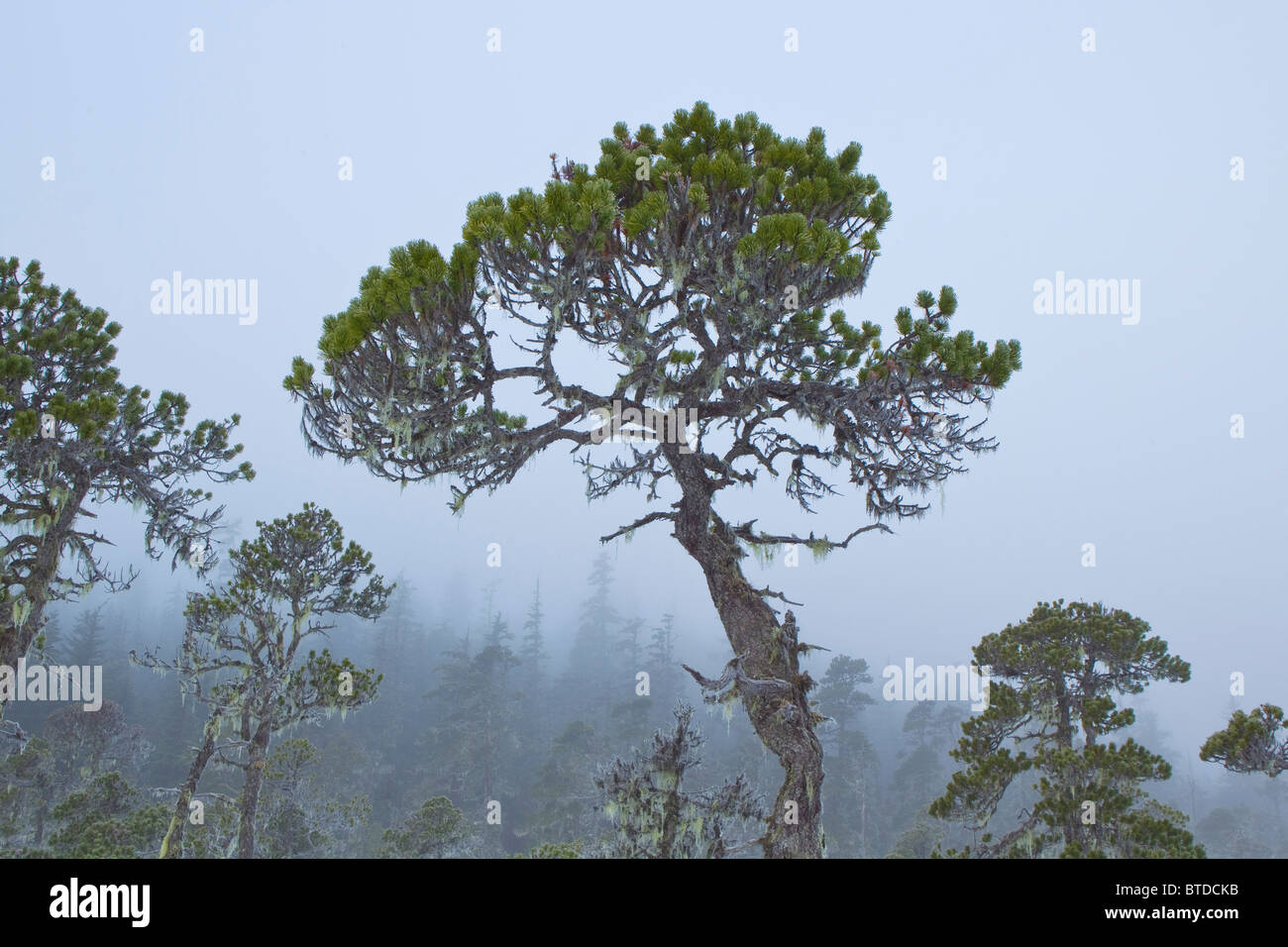 Barba lichen appesi ai rami di alberi di pino, Tongass National Forest, Alaska Foto Stock