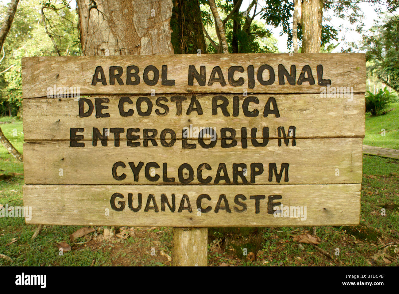 Segno accanto ad un albero di Guanacaste, l'albero nazionale della Costa Rica, Lancetilla Giardino Botanico, Honduras. Foto Stock