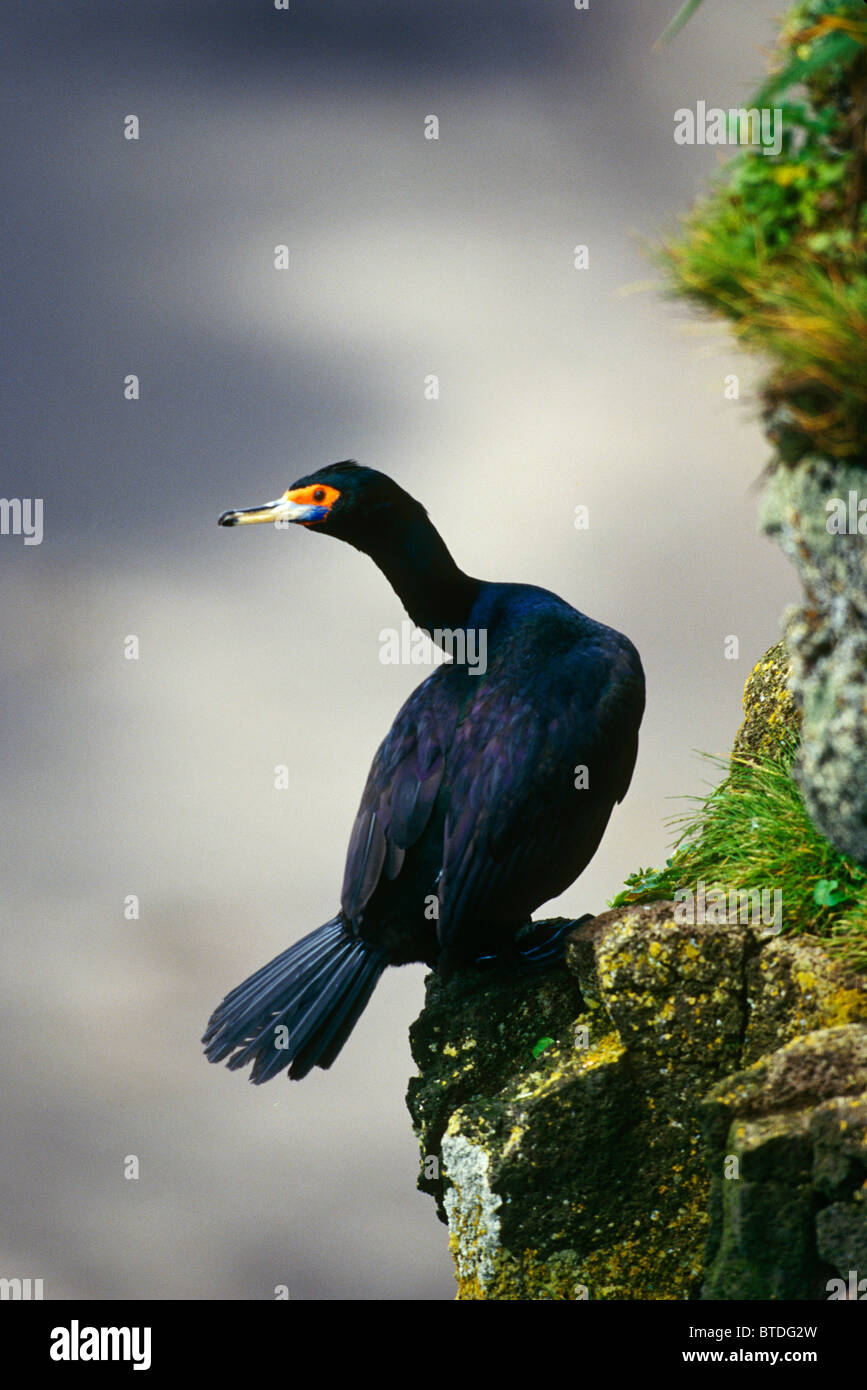 Rosso di fronte cormorano appollaiato sulla roccia St George Isl SW AK Foto Stock