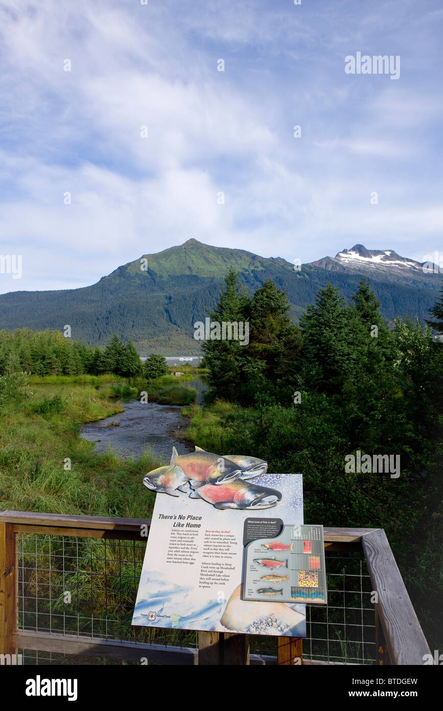 Un display interpretativa che spiega il ciclo di vita del salmone che tornare a riversarsi in ripida Creek, Mendenhall Lago, Alaska Foto Stock