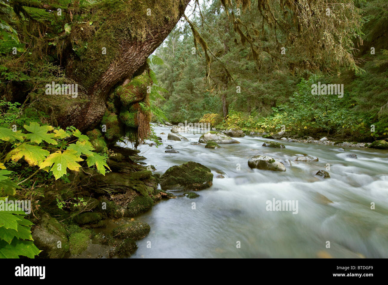 Piccolo fiume che scorre attraverso la vecchia foresta in Tongass National Forest, a sud-est, Alaska Foto Stock