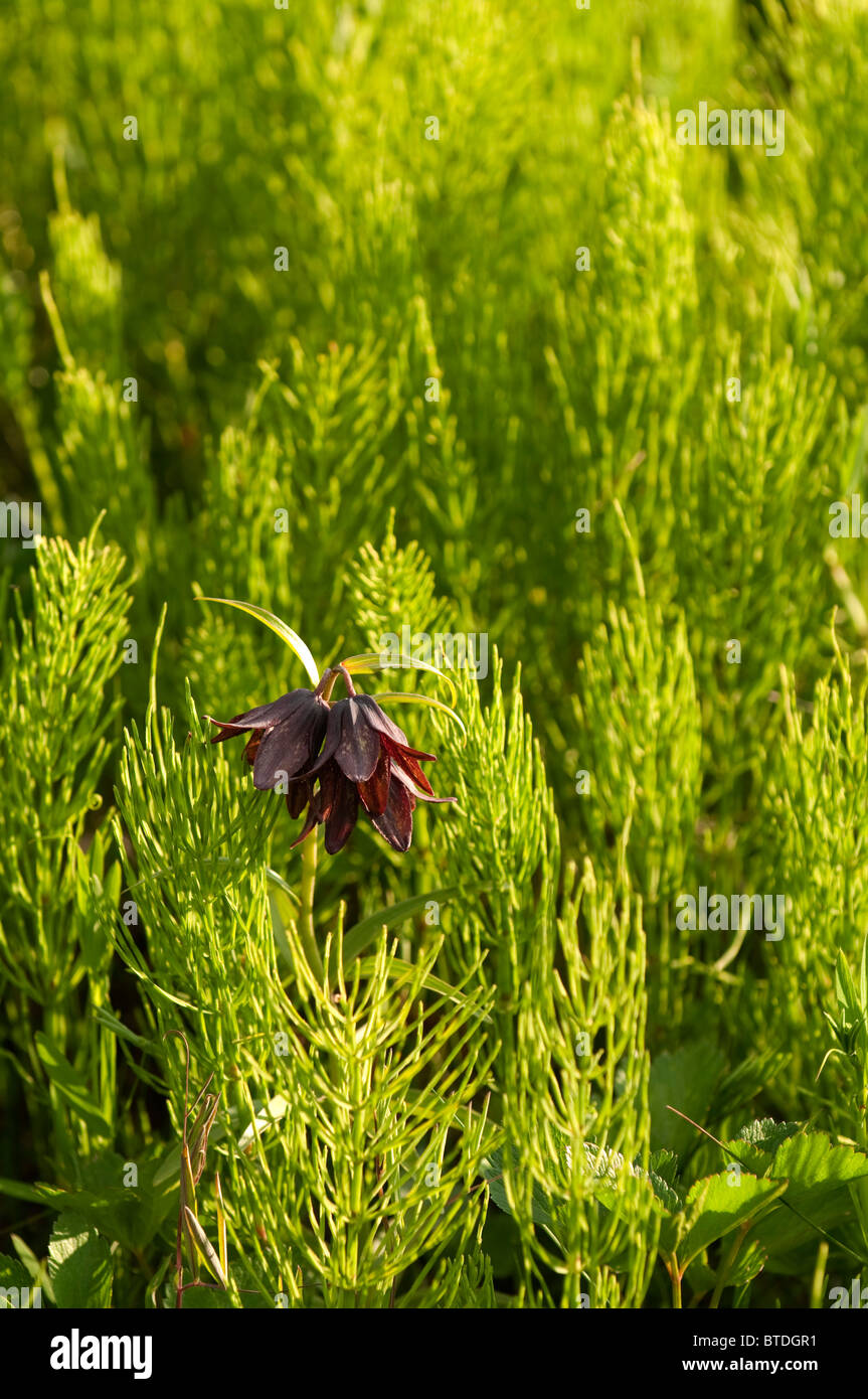 Close up di un giglio di cioccolato crescente tra l'equiseto erbe nell'Anchorage Coastal Wildlife Refuge, Alaska, estate Foto Stock