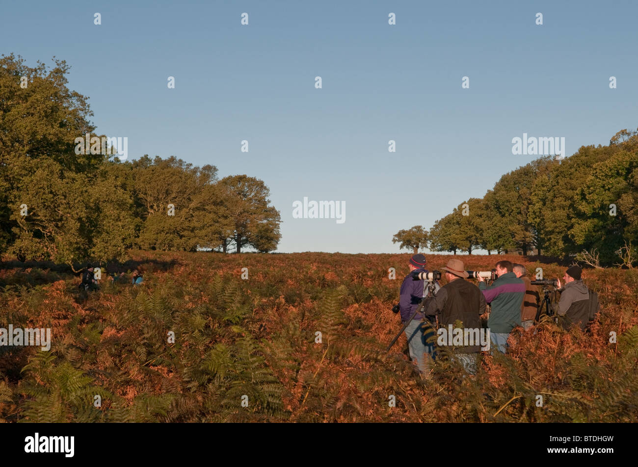 Gruppo di fotografi fotografare cervi durante la stagione di solchi Foto Stock