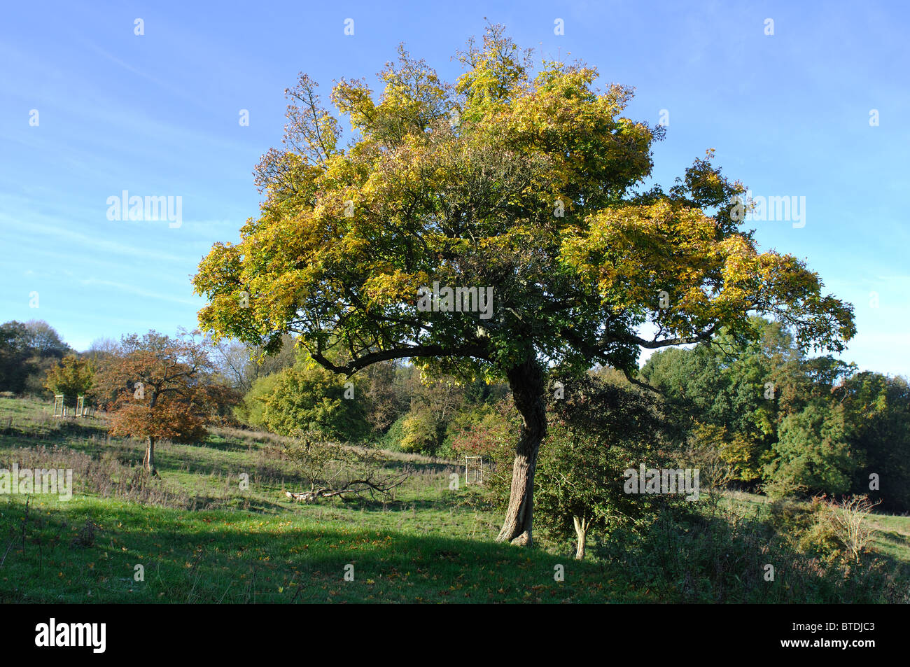 Campo Acero (Acer campestre) in autunno su Bredon Hill, Worcestershire, England, Regno Unito Foto Stock