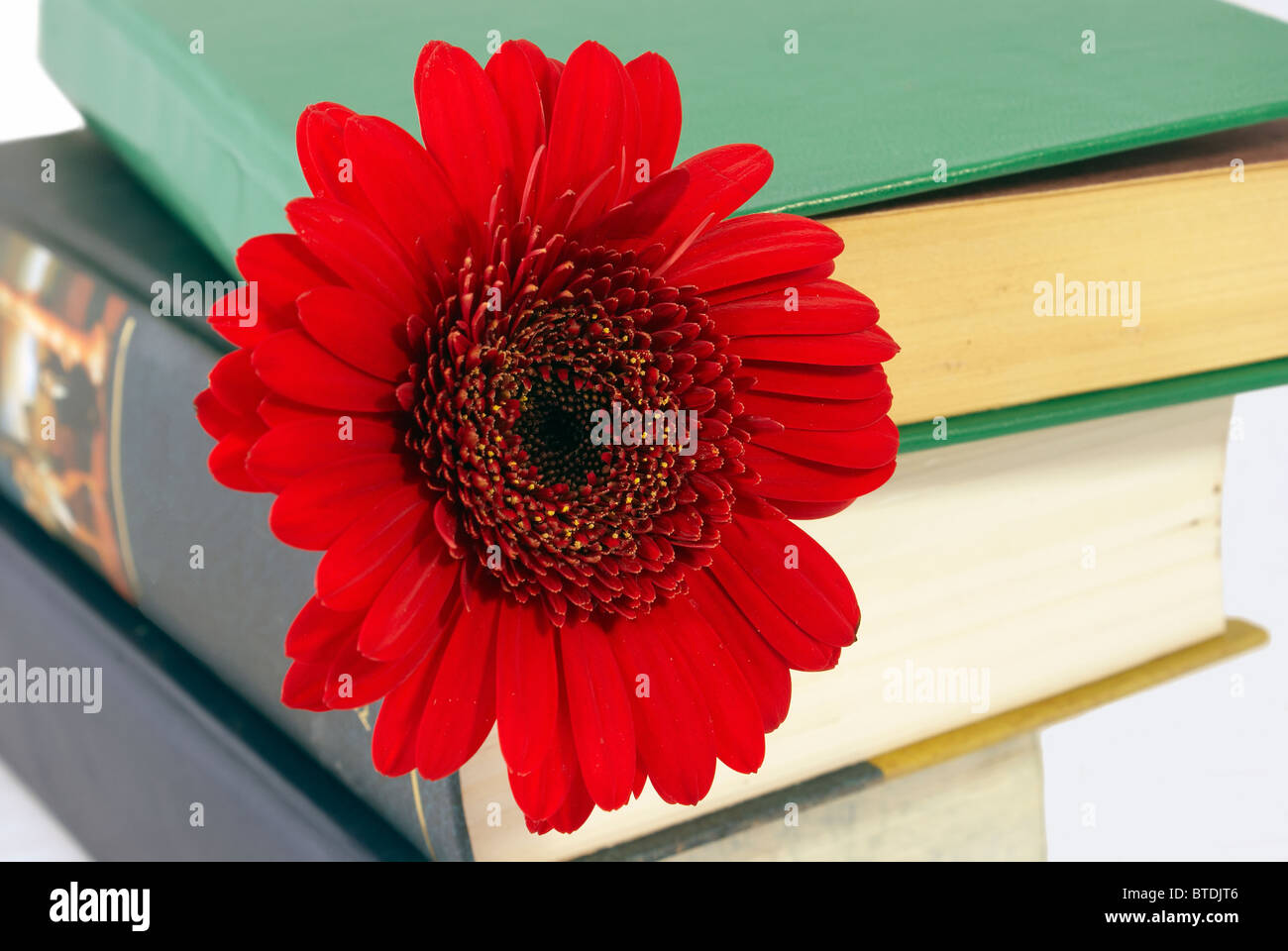 Pila di libri con un fiore rosso tra i volumi. Foto Stock