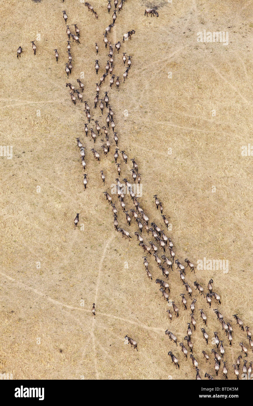 Vista aerea del blu Gnu (Connochaetes taurinus) migrazione Foto Stock