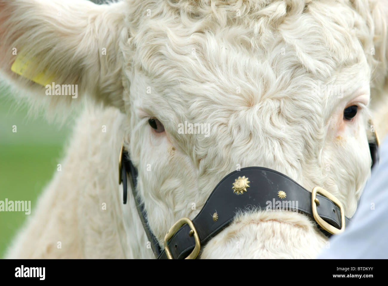 Un impressionante Charolais bull è sfilavano nei bovini a giudicare l'anello Edenbridge e Oxted spettacolo agricolo a Lingfield in Surrey Foto Stock